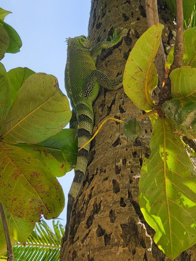 L'anjou Créole Anne Guadeloupe Hébergement de vacances *